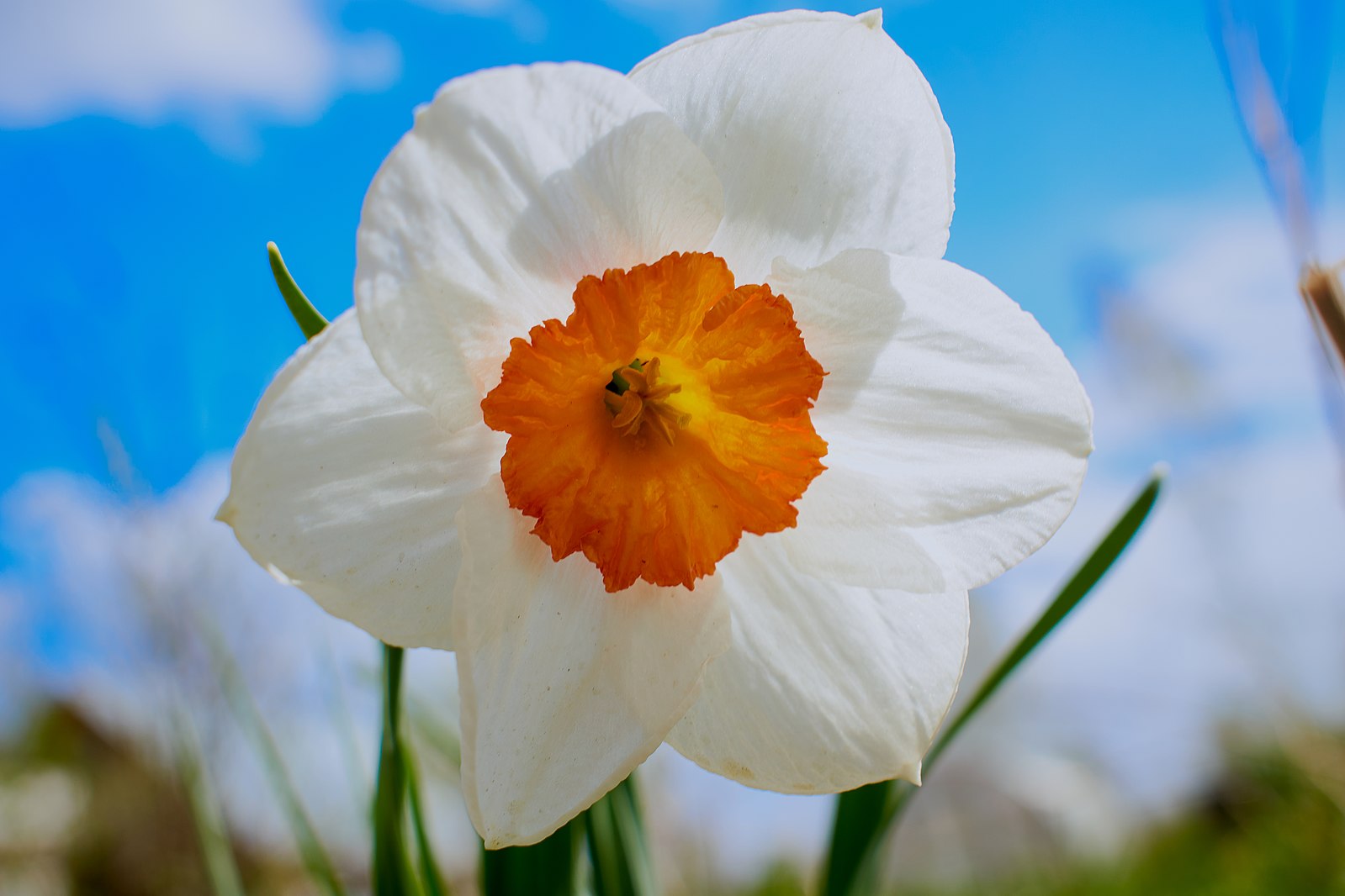 Narciso by Матвей Тузов